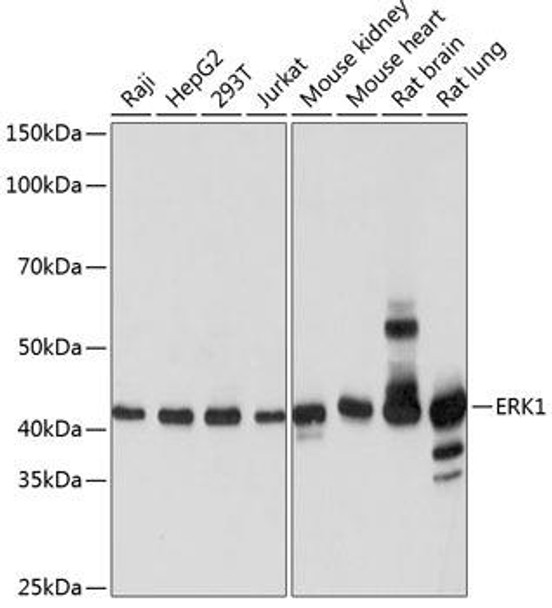 Cell Death Antibodies 2 Anti-ERK1 Antibody CAB19561