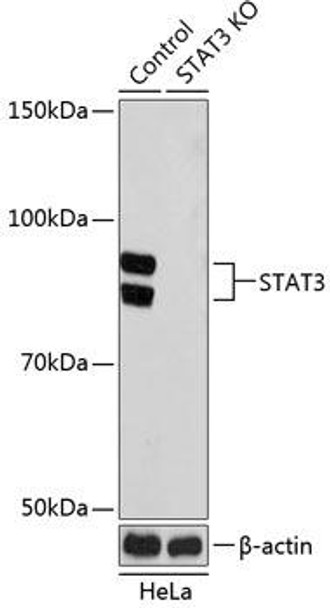 KO Validated Antibodies 2 Anti-STAT3 Antibody KO Validated CAB19566