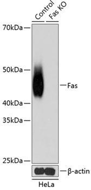 KO Validated Antibodies 2 Anti-Fas Antibody KO Validated CAB19582