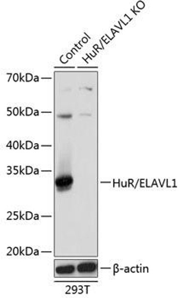 KO Validated Antibodies 2 Anti-HuR / ELAVL1 Antibody KO Validated CAB19622