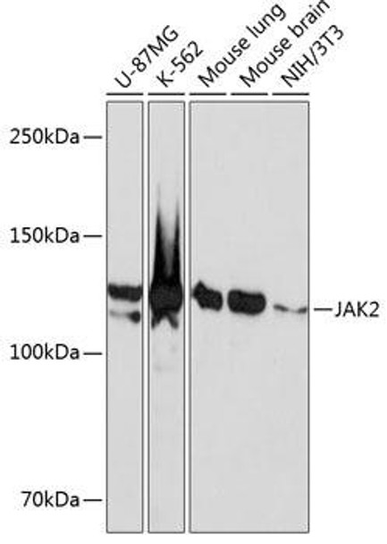 Immunology Antibodies 3 Anti-JAK2 Antibody CAB19629