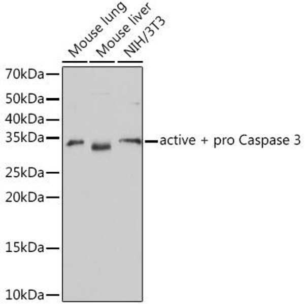 KO Validated Antibodies 2 Anti-active pro Caspase-3 Antibody KO Validated CAB19654