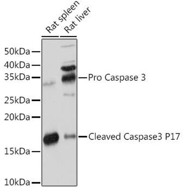 KO Validated Antibodies 2 Anti-active pro Caspase-3 Antibody KO Validated CAB19654