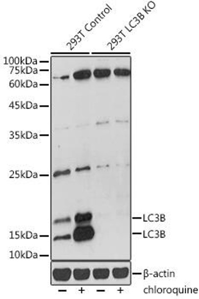 KO Validated Antibodies 2 Anti-LC3B Antibody KO Validated CAB19665