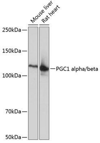 Cell Biology Antibodies 15 Anti-PGC1 alpha/beta Antibody CAB19674