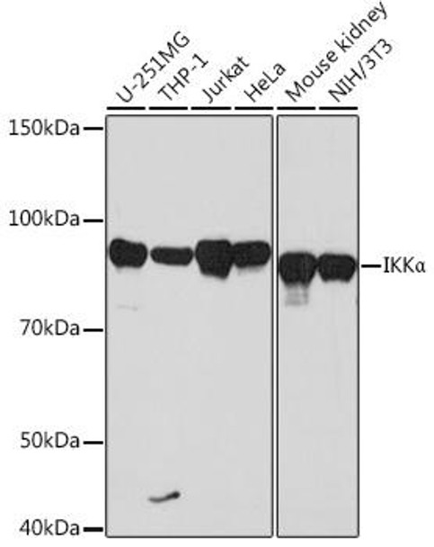Cell Biology Antibodies 17 Anti-IKKAlpha Antibody CAB19694