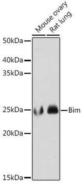 Cell Death Antibodies 2 Anti-Bim Antibody CAB19702