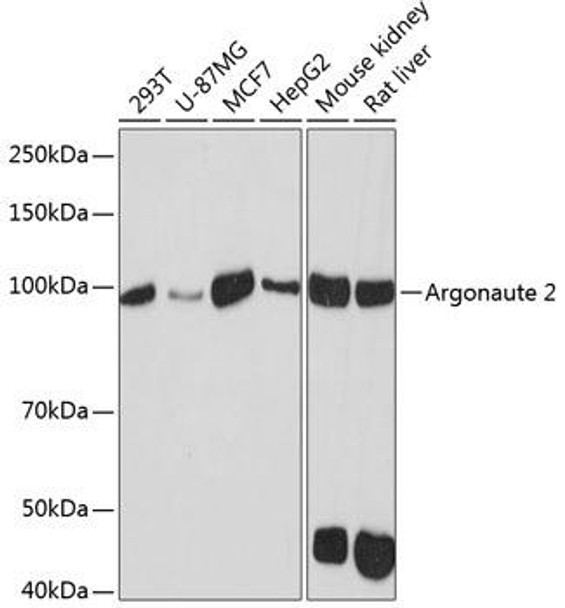 Epigenetics and Nuclear Signaling Antibodies 5 Anti-Argonaute-2 Antibody CAB19709