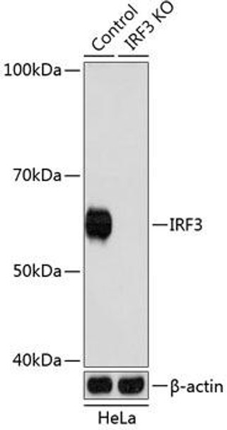 KO Validated Antibodies 2 Anti-IRF3 Antibody KO Validated CAB19717