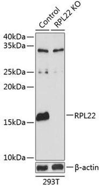 KO Validated Antibodies 2 Anti-RPL22 Antibody CAB19866KO Validated