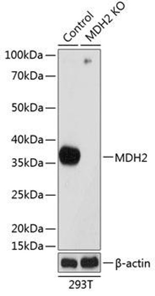 KO Validated Antibodies 2 Anti-MDH2 Antibody CAB19906KO Validated