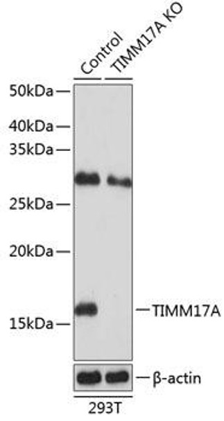 KO Validated Antibodies 2 Anti-TIMM17A Antibody CAB19917KO Validated