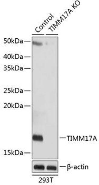 KO Validated Antibodies 2 Anti-TIMM17A Antibody CAB19918KO Validated