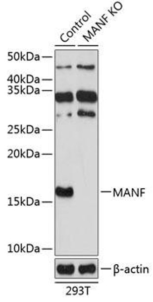 KO Validated Antibodies 2 Anti-MANF Antibody CAB19923KO Validated