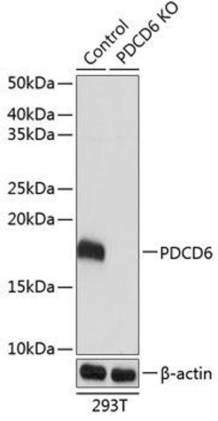 KO Validated Antibodies 2 Anti-PDCD6 Antibody CAB19924KO Validated