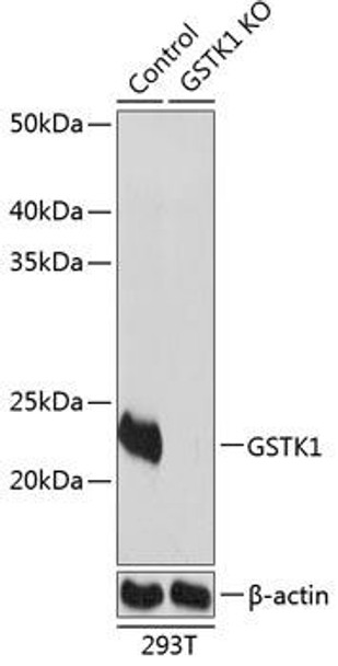 KO Validated Antibodies 2 Anti-GSTK1 Antibody CAB19963KO Validated