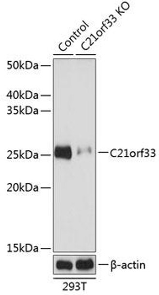 KO Validated Antibodies 2 Anti-C21orf33 Antibody CAB19971KO Validated