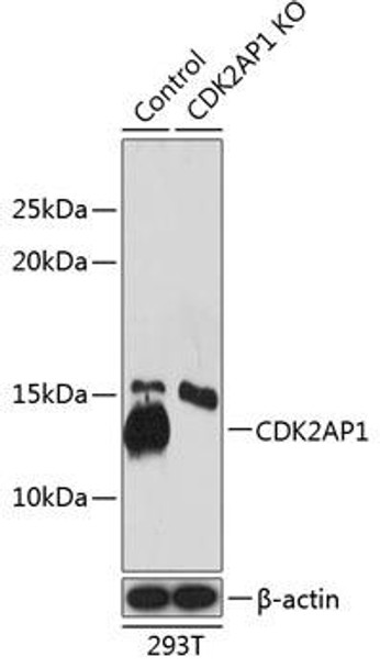 KO Validated Antibodies 2 Anti-CDK2AP1 Antibody CAB19985KO Validated