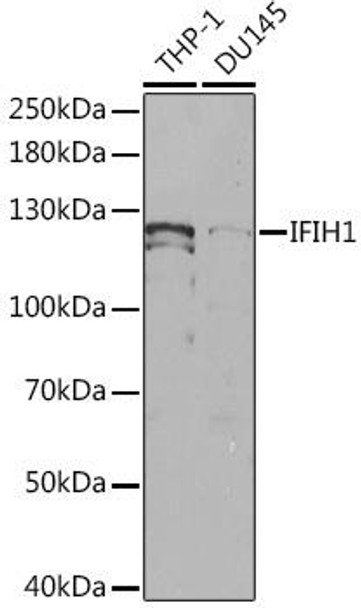 Immunology Antibodies 3 Anti-IFIH1 Antibody CAB2203