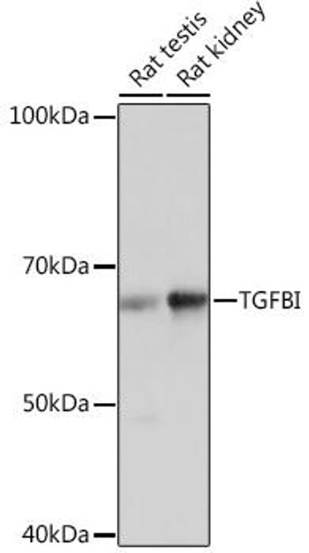 Cell Biology Antibodies 17 Anti-TGFBI Antibody CAB2407