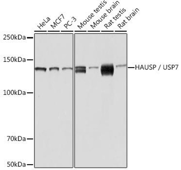 Cell Biology Antibodies 17 Anti-HAUSP / USP7 Antibody CAB3448
