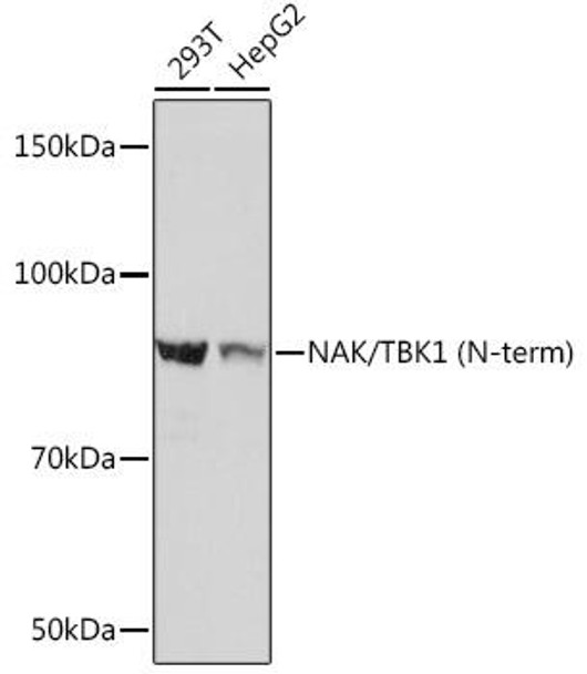 Immunology Antibodies 3 Anti-NAK/TBK1 N-term Antibody CAB3458