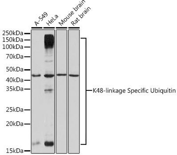 Cell Biology Antibodies 17 Anti-K48-linkage Specific Ubiquitin Antibody CAB3606