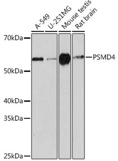 Cell Biology Antibodies 17 Anti-PSMD4 Antibody CAB3663