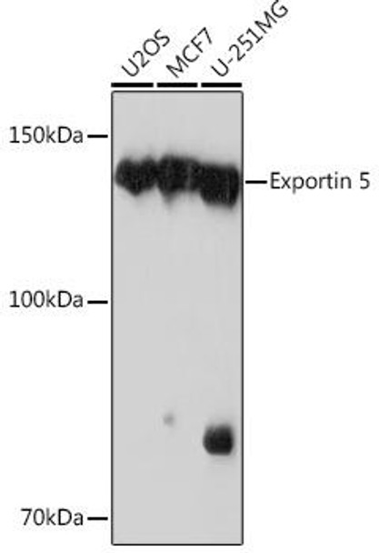 Immunology Antibodies 3 Anti-Exportin 5 Antibody CAB3813