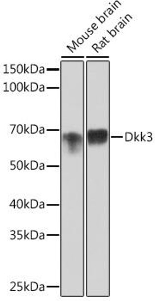 Metabolism Antibodies 3 Anti-Dkk3 Antibody CAB3892