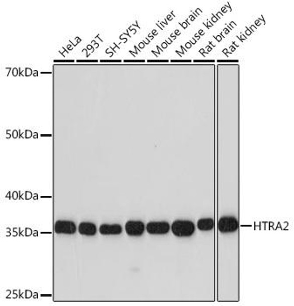 Cell Death Antibodies 2 Anti-HTRA2 Antibody CAB3904