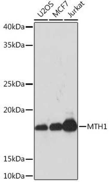 Cell Biology Antibodies 17 Anti-MTH1 Antibody CAB3938