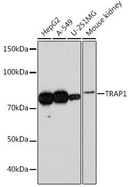 Cell Biology Antibodies 17 Anti-TRAP1 Antibody CAB3971