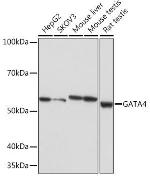 Epigenetics and Nuclear Signaling Antibodies 5 Anti-GATA4 Antibody CAB4306