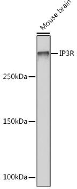 Cell Death Antibodies 2 Anti-IP3R Antibody CAB4436