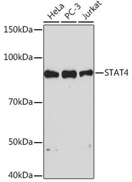 Epigenetics and Nuclear Signaling Antibodies 5 Anti-STAT4 Antibody CAB4523