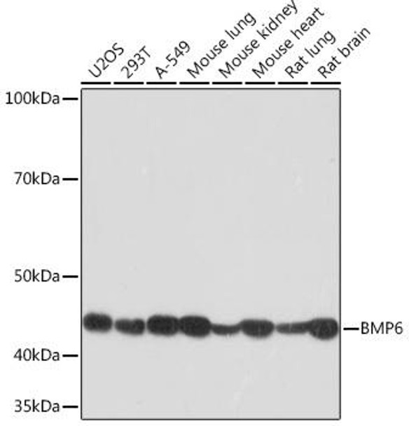 Cell Biology Antibodies 17 Anti-BMP6 Antibody CAB4538