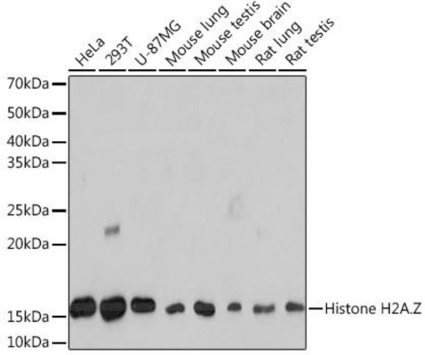 Cell Biology Antibodies 17 Anti-Histone H2AZ Antibody CAB4599