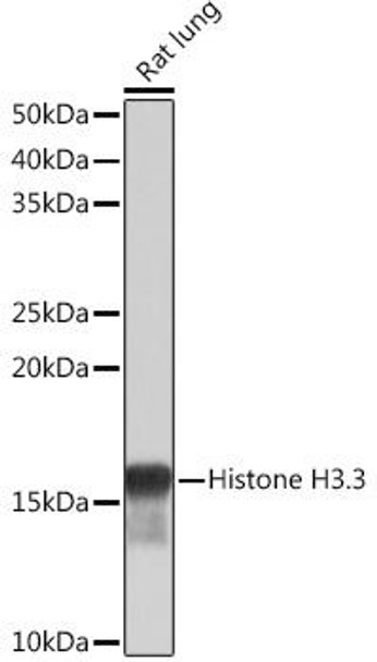 Cell Biology Antibodies 17 Anti-Histone H3.3 Antibody CAB4835
