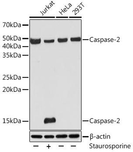 Cell Death Antibodies 2 Anti-Caspase-2 Antibody CAB4888
