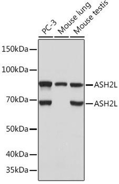 Epigenetics and Nuclear Signaling Antibodies 5 Anti-ASH2L Antibody CAB4892