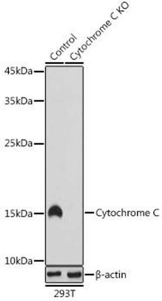 KO Validated Antibodies 2 Anti-Cytochrome C KO Validated Antibody CAB4912