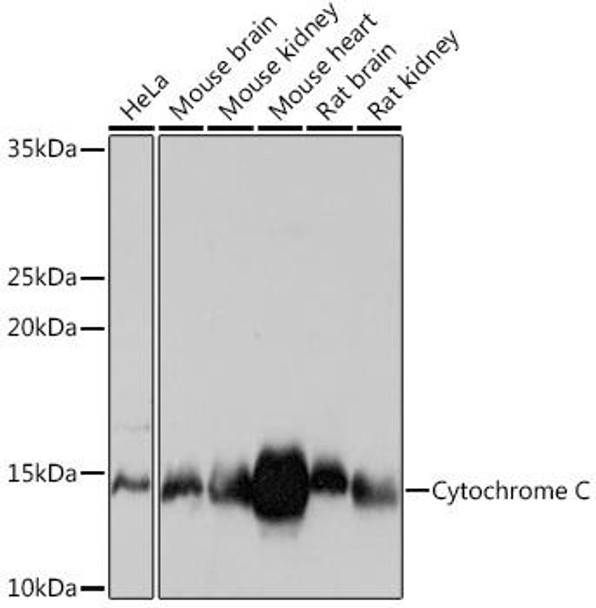 KO Validated Antibodies 2 Anti-Cytochrome C KO Validated Antibody CAB4912