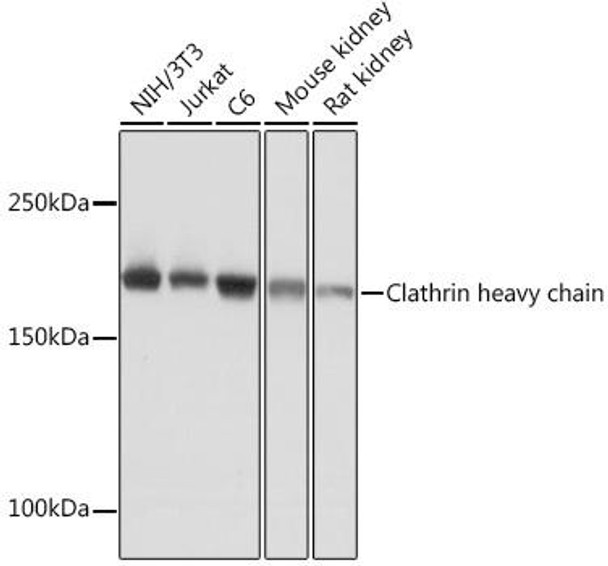 Cell Biology Antibodies 15 Anti-Clathrin heavy chain Antibody CAB4943