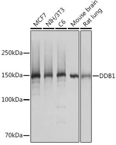 Cell Biology Antibodies 17 Anti-DDB1 Antibody CAB5022