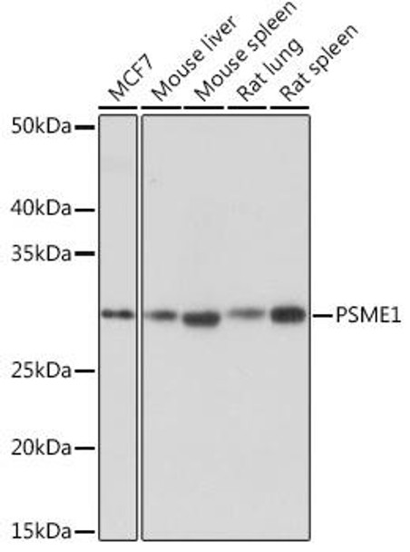 Cell Biology Antibodies 17 Anti-PSME1 Antibody CAB5070