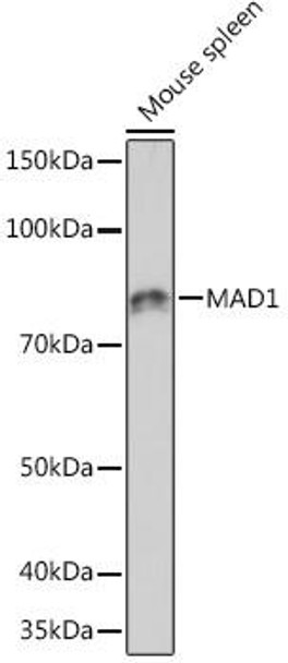 Cell Cycle Antibodies 2 Anti-MAD1 Antibody CAB5098