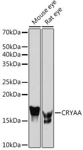 Signal Transduction Antibodies 3 Anti-CRYAA Antibody CAB5111