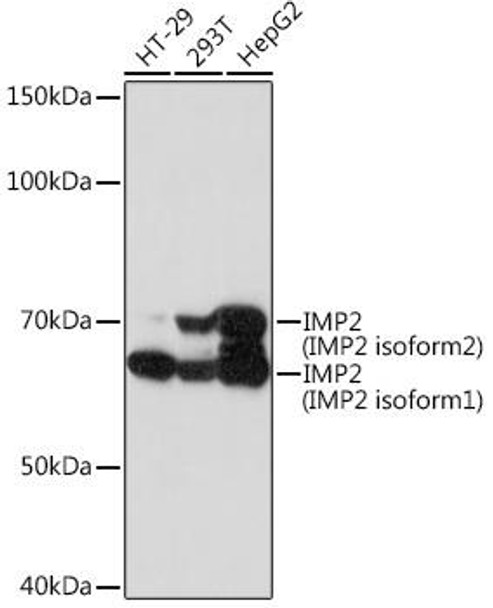 Epigenetics and Nuclear Signaling Antibodies 5 Anti-IMP2 Antibody CAB5189