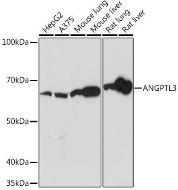 Cardiovascular Antibodies Anti-ANGPTL3 Antibody CAB5225